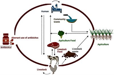 Antibiotic Resistance: One Health One World Outlook